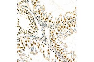 Immunohistochemistry of paraffin embedded mouse testis using PCGF1 (ABIN7075123) at dilution of 1:700 (300x lens) (PCGF1 抗体)