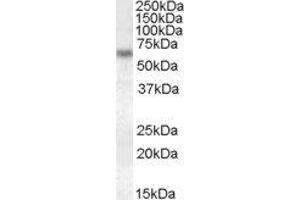 ABIN2562925 (1µg/ml) staining of HeLa lysate (35µg protein in RIPA buffer). (Granulin 抗体  (Internal Region))