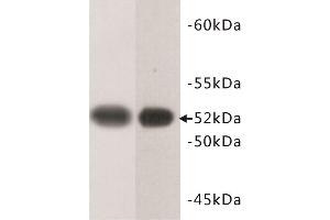 Western Blotting (WB) image for anti-Tubulin, beta (TUBB) (C-Term) antibody (ABIN1854995) (TUBB 抗体  (C-Term))