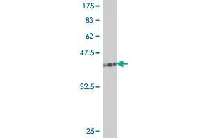 Western Blot detection against Immunogen (34. (ADH1A 抗体  (AA 298-375))