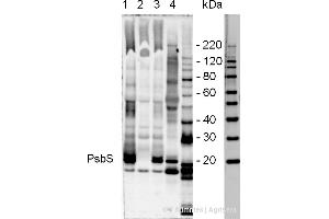 Anti-PsbS antibody has been tested in immunoblotting using whole thylakoid extracts from - 1-Corn, 2-Wheat, 3-Brassica, 4-Arabidopsis, 5-Spinach, 6-Chlamydomonas, 7-Chlorella, 8-Pine and Popplar (data not presented) Amount of loaded protein extract - 50- (PsbS 抗体)