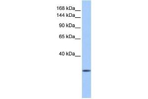 Calmin antibody used at 1 ug/ml to detect target protein. (CLMN 抗体)