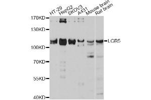 Western blot analysis of extracts of various cell lines, using LGR5 antibody (ABIN4904225) at 1:3000 dilution. (LGR5 抗体)