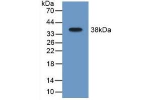 Detection of Recombinant MAOB, Mouse using Polyclonal Antibody to Monoamine Oxidase B (MAOB) (Monoamine Oxidase B 抗体  (AA 206-505))