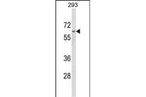 Western blot analysis of DOLK Antibody (Center) (ABIN652781 and ABIN2842513) in 293 cell line lysates (35 μg/lane). (Dolichol Kinase 抗体  (AA 312-339))