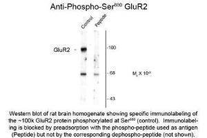 Image no. 1 for anti-Glutamate Receptor, Ionotropic, AMPA 2 (GRIA2) (pSer880) antibody (ABIN956761) (GRIA2 抗体  (pSer880))