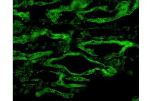 Immunohistochemistry analysis using Rabbit Anti-Aquaporin 4 Polyclonal Antibody . (Aquaporin 4 抗体  (C-Term) (Atto 594))