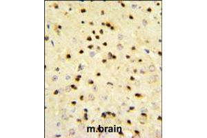 EBP1 Antibody IHC analysis in formalin fixed and paraffin embedded mouse brain tissue followed by peroxidase conjugation of the secondary antibody and DAB staining. (PA2G4 抗体  (AA 228-255))