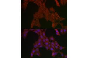 Immunofluorescence analysis of PC-12 cells using SHP2 Rabbit pAb (ABIN3016706, ABIN3016707, ABIN3016708 and ABIN6219822) at dilution of 1:200 (40x lens). (PTPN11 抗体  (AA 514-593))