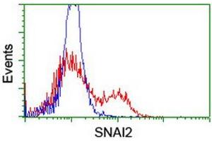 Image no. 8 for anti-Snail Family Zinc Finger 2 (SNAI2) antibody (ABIN1500980) (SLUG 抗体)