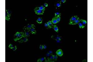 Immunofluorescence staining of HepG2 cells with ABIN7162435 at 1:100, counter-stained with DAPI. (P-Selectin 抗体  (AA 543-767))