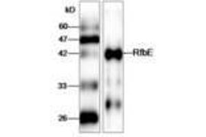 Image no. 1 for anti-E. Coli RfbE (AA 23-338) antibody (ABIN791601) (E. Coli RfbE (AA 23-338) 抗体)