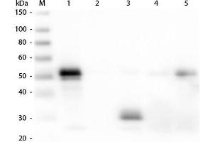 Western Blot of Anti-Rabbit IgG F(c) (DONKEY) Antibody . (驴 anti-兔 IgG (Fc Region) Antibody (Biotin) - Preadsorbed)