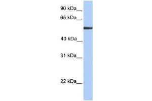 Western Blotting (WB) image for anti-Fucosidase, alpha-L- 1, Tissue (FUCA1) antibody (ABIN2459727) (FUCA1 抗体)