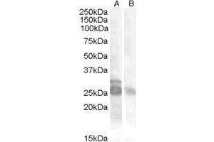 Western Blotting (WB) image for Myogenic Factor 5 (MYF5) peptide (ABIN370275) (Myogenic Factor 5 (MYF5) Peptide)