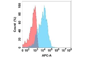 Flow cytometry analysis with Anti-EMCN on Expi293 cells transfected with human EMCN (Blue histogram) or Expi293 transfected with irrelevant protein (Red histogram). (Endomucin 抗体)