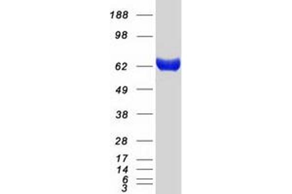 IVNS1ABP Protein (Myc-DYKDDDDK Tag)