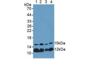 Figure. (Histone H4 抗体  (AA 2-103))