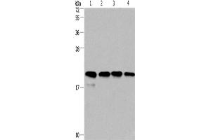 Western Blotting (WB) image for anti-Peptidylprolyl Isomerase F (PPIF) antibody (ABIN2423224) (PPIF 抗体)
