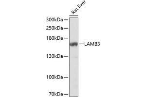 Western blot analysis of extracts of rat liver, using L Antibody  at 1:1000 dilution. (Laminin beta 3 抗体  (AA 18-230))