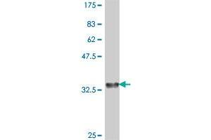 Western Blot detection against Immunogen (36. (RAMP1 抗体  (AA 27-117))