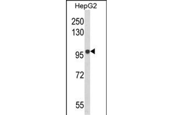 BANK1 抗体  (AA 119-146)
