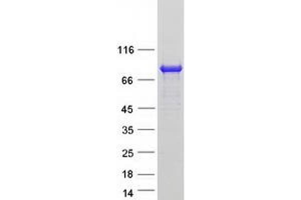 REPS2 Protein (Transcript Variant 2) (Myc-DYKDDDDK Tag)