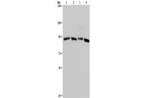 Western Blotting (WB) image for anti-Heat Shock Protein 90kDa alpha (Cytosolic), Class A Member 2 (HSP90AA2) antibody (ABIN2420905) (HSP90AA2 抗体)