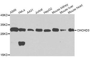 Western blot analysis of extracts of various cell lines, using CHCHD3 antibody. (CHCHD3 抗体  (AA 1-227))