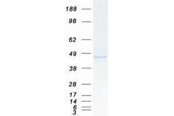 UBXN1 Protein (Myc-DYKDDDDK Tag)