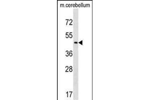 CHST2 Antibody (C-term) (ABIN1537406 and ABIN2838296) western blot analysis in mouse cerebellum tissue lysates (35 μg/lane). (CHST2 抗体  (C-Term))