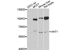 Western blot analysis of extracts of various cell lines, using AKT1 antibody (ABIN5997218) at 1/1000 dilution. (AKT1 抗体)