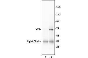 YY1 antibody (pAb) tested by Western blot. (YY1 抗体)