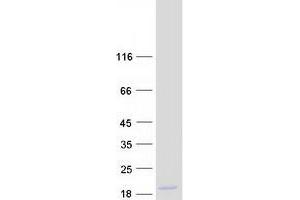 Validation with Western Blot (DPM2 Protein (Myc-DYKDDDDK Tag))