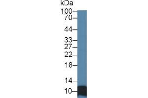 Western blot analysis of Human HepG2 cell lysate, using Human SRP9 Antibody (1 µg/ml) and HRP-conjugated Goat Anti-Rabbit antibody ( (SRP9 抗体  (AA 2-86))