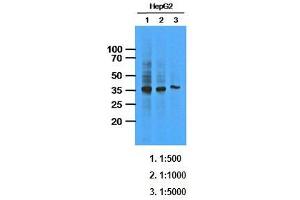 Western Blotting (WB) image for anti-AKR1C1 / DHH1 antibody (ABIN614310) (AKR1C1 / DHH1 抗体)