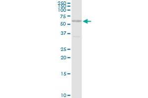 CDC14B MaxPab rabbit polyclonal antibody. (CDC14B 抗体  (AA 1-471))