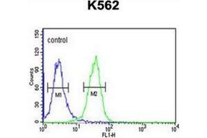 Flow cytometric analysis of K562 cells using PGP Antibody (N-term) Cat. (PGP 抗体  (N-Term))