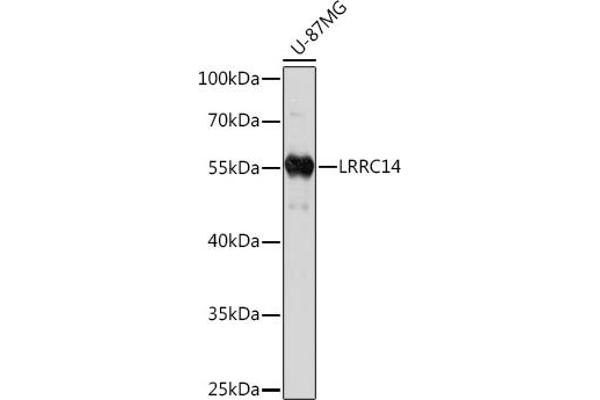 LRRC14 抗体  (AA 1-280)