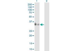 Western Blot analysis of CER1 expression in transfected 293T cell line by CER1 MaxPab polyclonal antibody. (CER1 抗体  (AA 1-267))