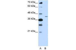 ZNF488 antibody used at 0. (ZNF488 抗体  (N-Term))