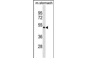 Western blot analysis in mouse stomach tissue lysates (35ug/lane). (Annexin a10 抗体  (C-Term))