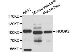 Western blot analysis of extracts of various cell lines, using HOOK2 antibody (ABIN5974524) at 1/1000 dilution. (HOOK2 抗体)