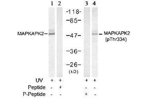 Image no. 3 for anti-Mitogen-Activated Protein Kinase-Activated Protein Kinase 2 (MAPKAPK2) (pThr334) antibody (ABIN197079) (MAPKAP Kinase 2 抗体  (pThr334))