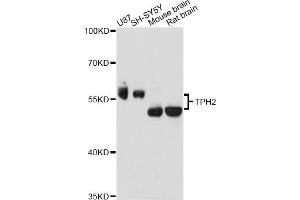Western blot analysis of extracts of various cell lines, using TPH2 antibody. (Tryptophan Hydroxylase 2 抗体)