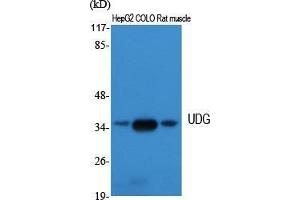 Western Blot (WB) analysis of specific cells using UDG Polyclonal Antibody. (UDG (Internal Region) 抗体)