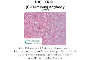 Image no. 1 for anti-V-Crk Sarcoma Virus CT10 Oncogene Homolog (Avian)-Like (CRKL) (C-Term) antibody (ABIN1733317) (CrkL 抗体  (C-Term))