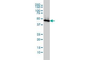 Western Blotting (WB) image for anti-Enolase 1 (ENO1) (AA 1-434) antibody (ABIN560741)