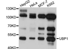 Western blot analysis of extracts of various cell lines, using UBP1 antibody (ABIN5972309) at 1/1000 dilution. (UBP1 抗体)