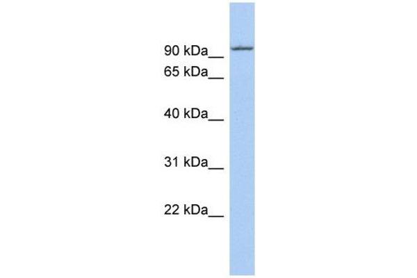 KIF9 抗体  (N-Term)